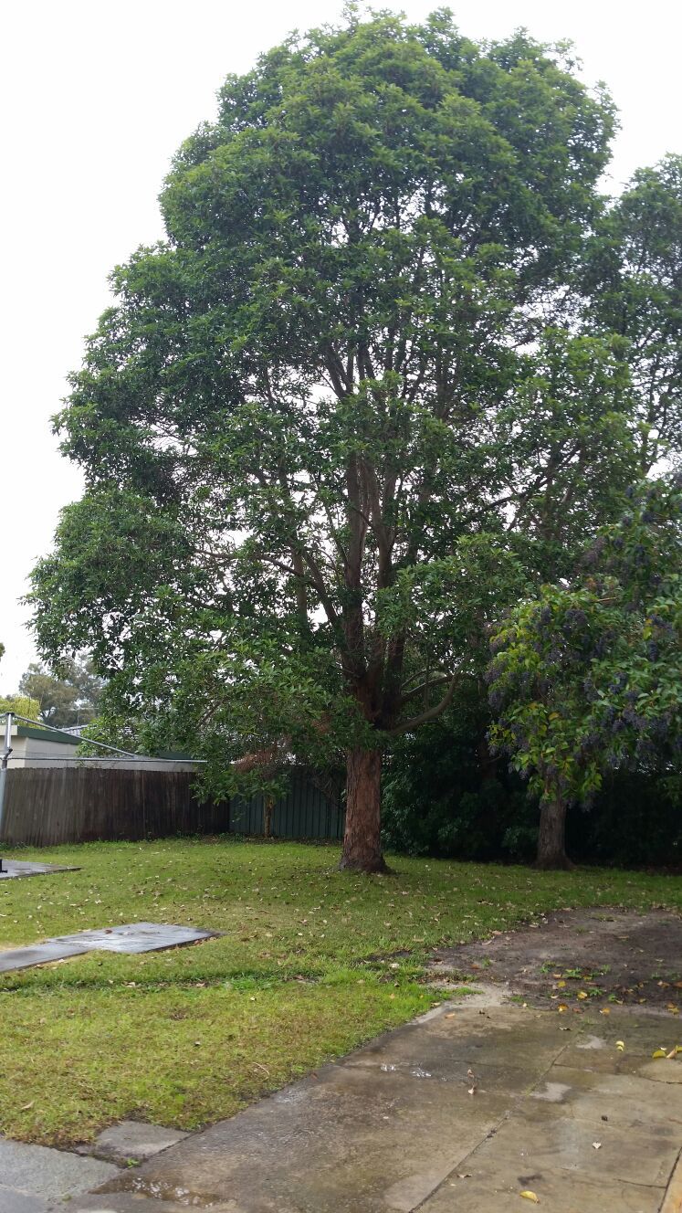landscaping and gardening services Sydney area