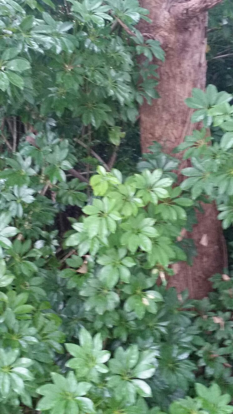 gardening  Sydney area