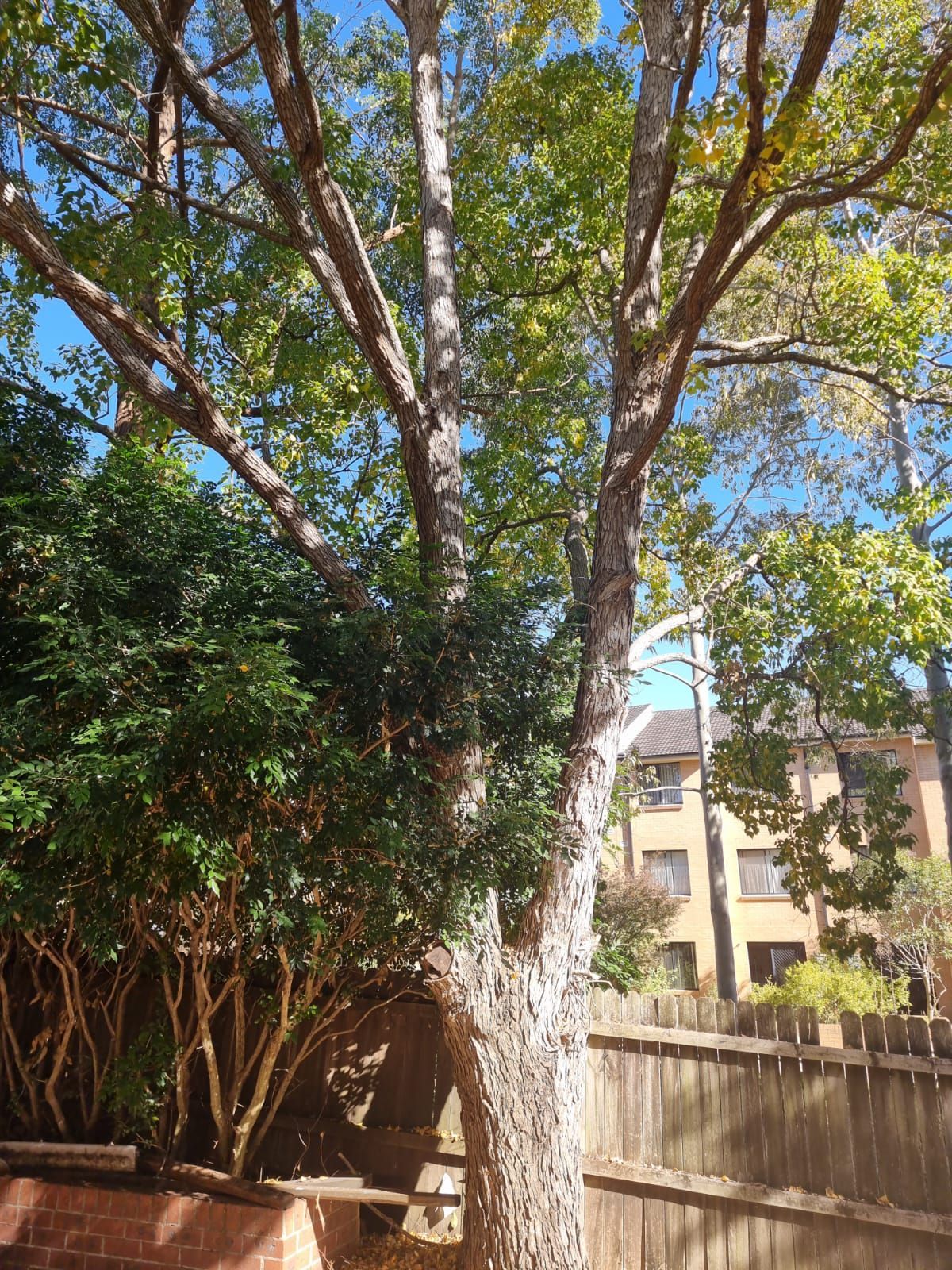 A tree with lots of leaves is in front of a brick wall and a fence.