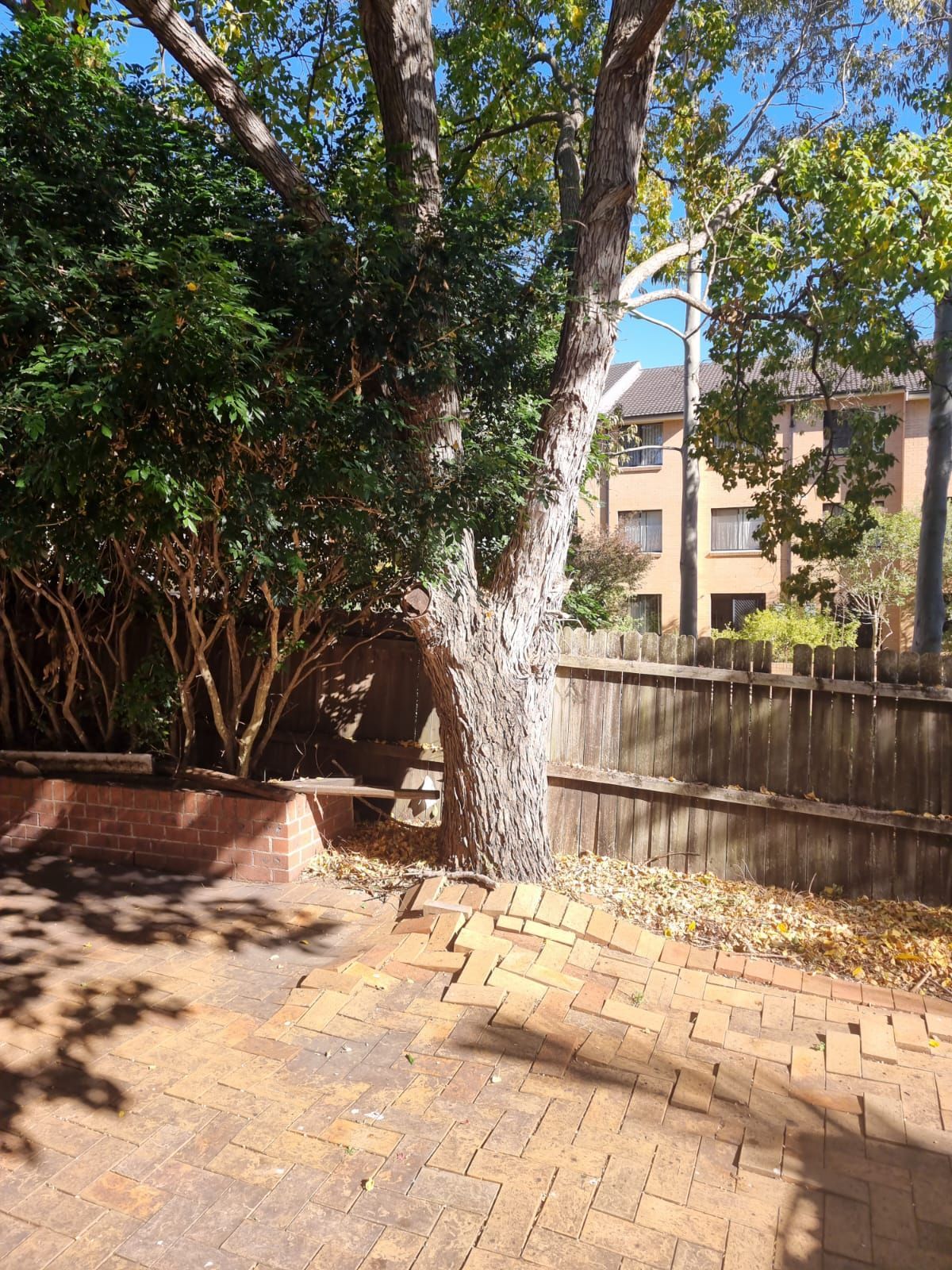 A tree in a backyard with a brick walkway and a wooden fence.