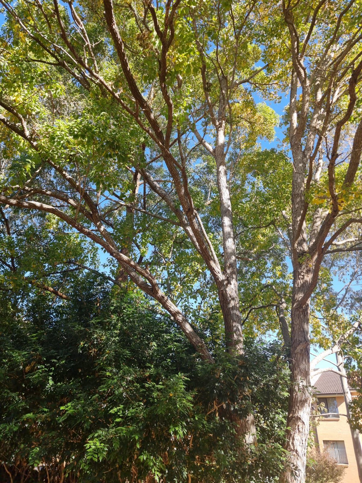 A tree with lots of branches and leaves is in front of a building.