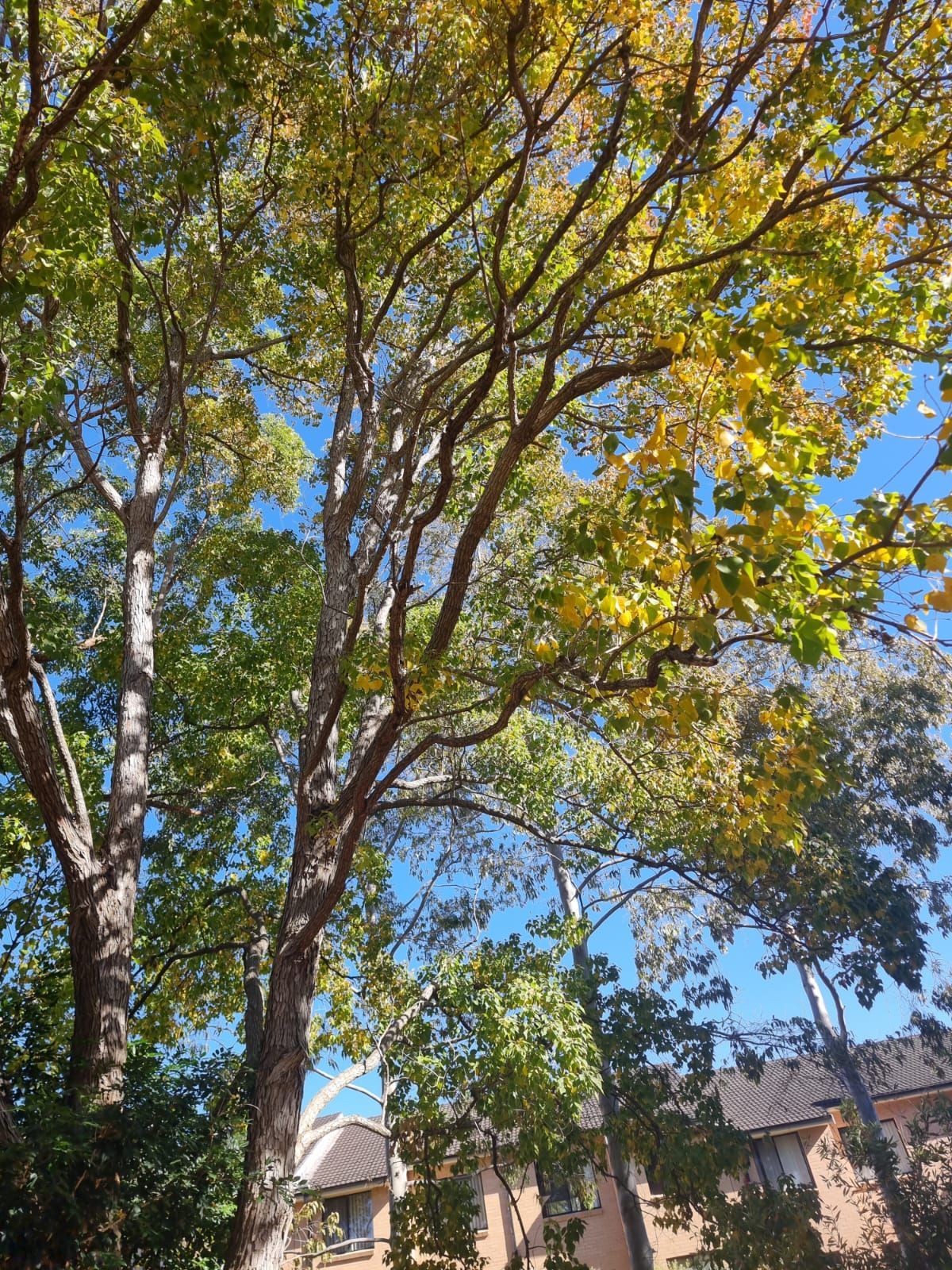 A tree with yellow leaves is in front of a house.