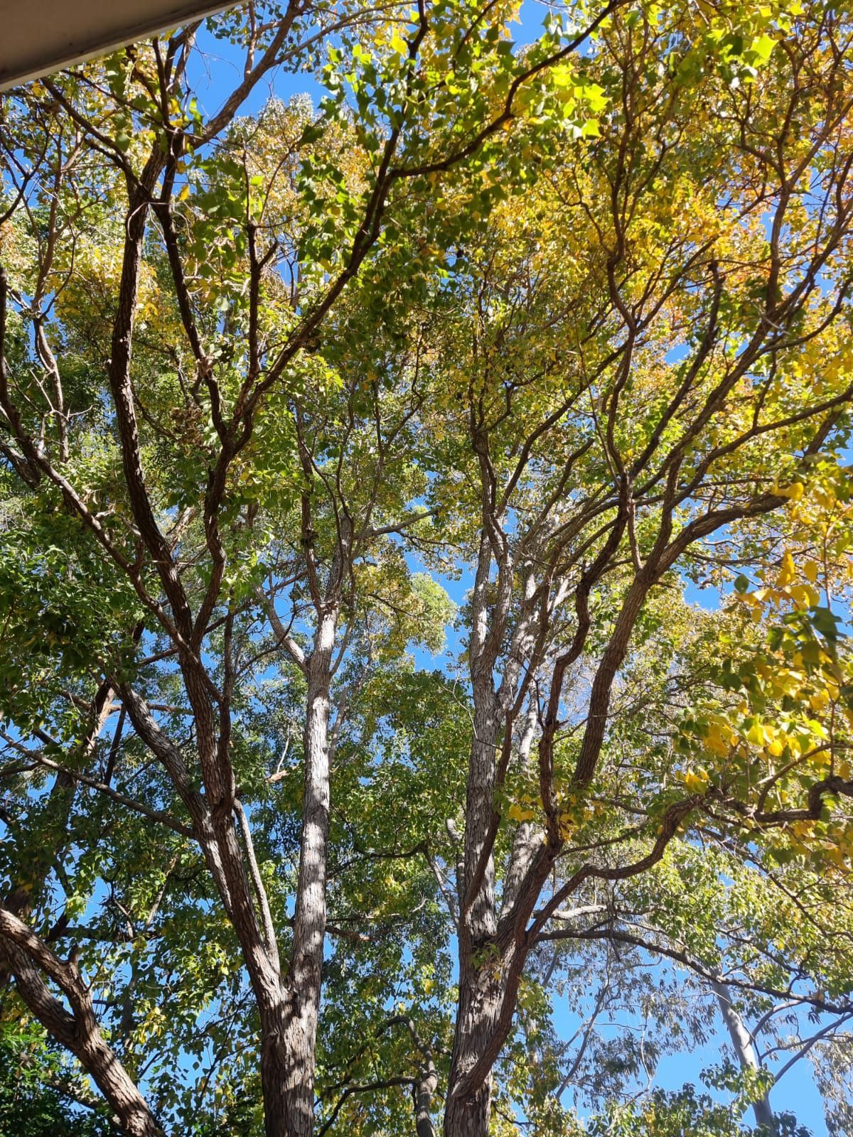 A tree with yellow leaves against a blue sky