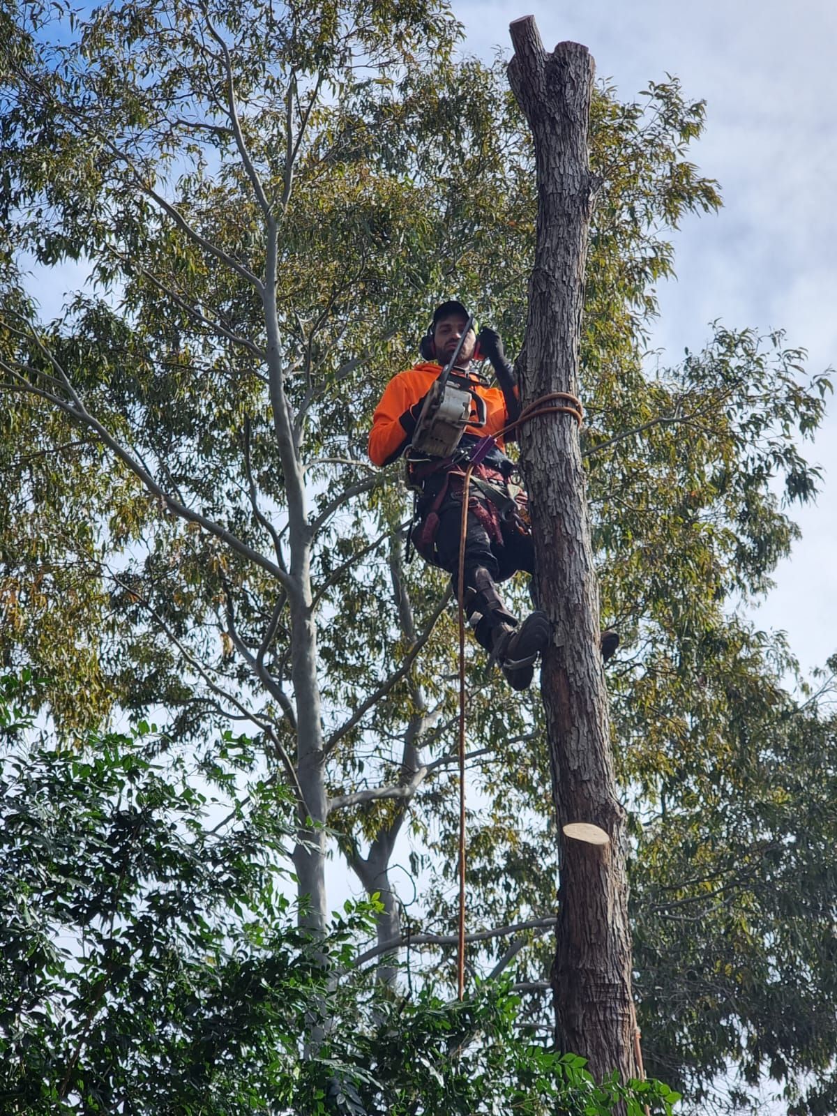 A man is climbing a tree with a chainsaw.