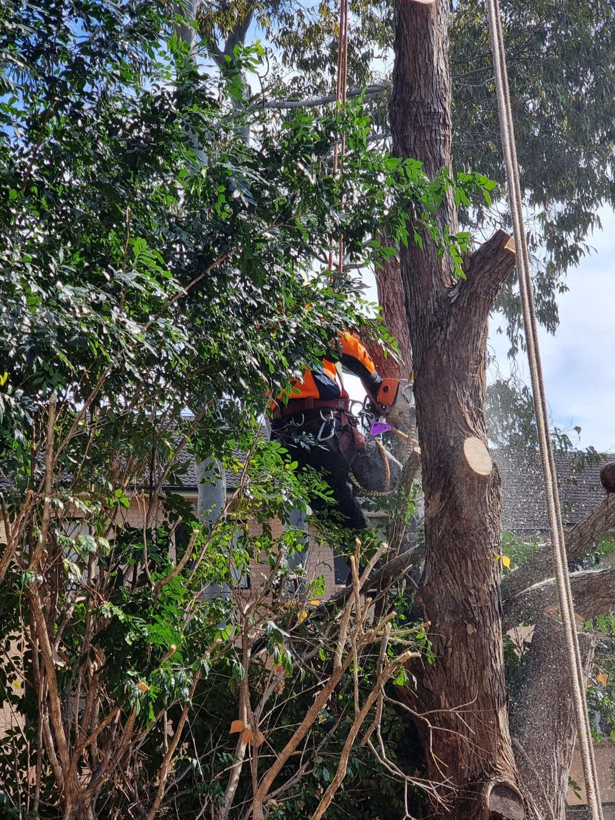 A man is cutting down a tree with a chainsaw.
