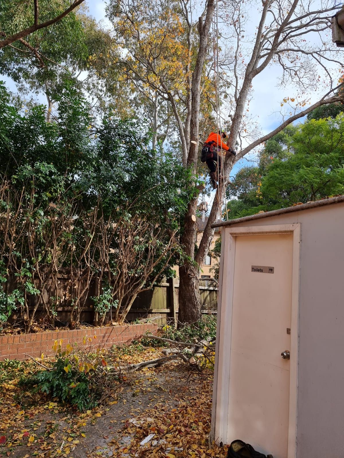 A man is climbing a tree next to a building.