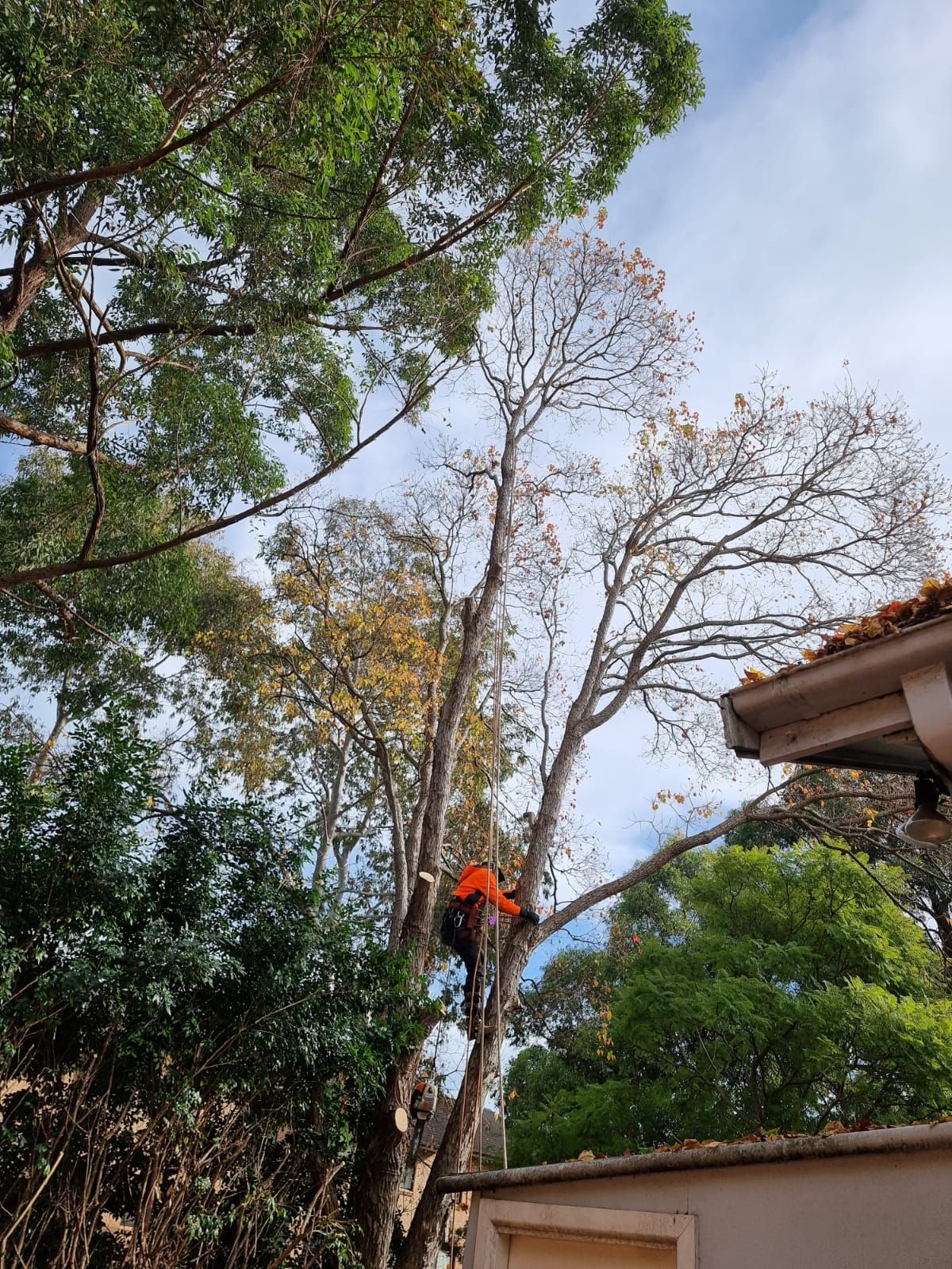 A man is climbing a tree in front of a house.