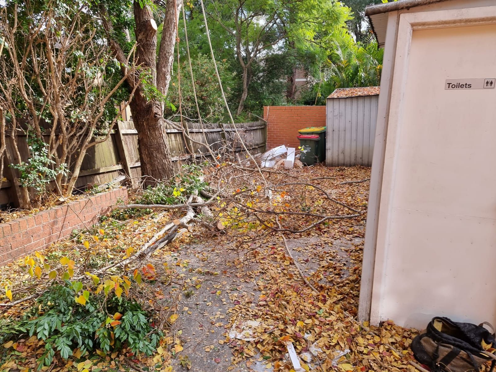 A shed in a backyard with a lot of leaves on the ground.