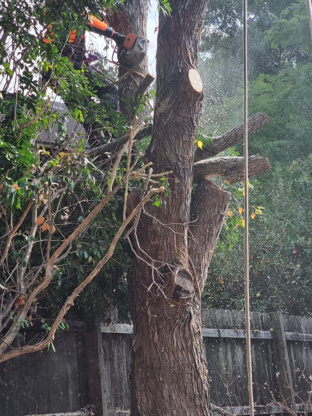 A man is cutting down a tree with a chainsaw.