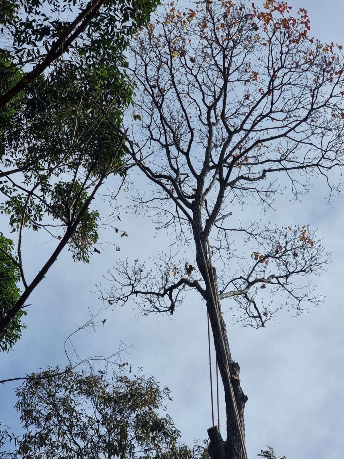 A tree with no leaves is being cut down