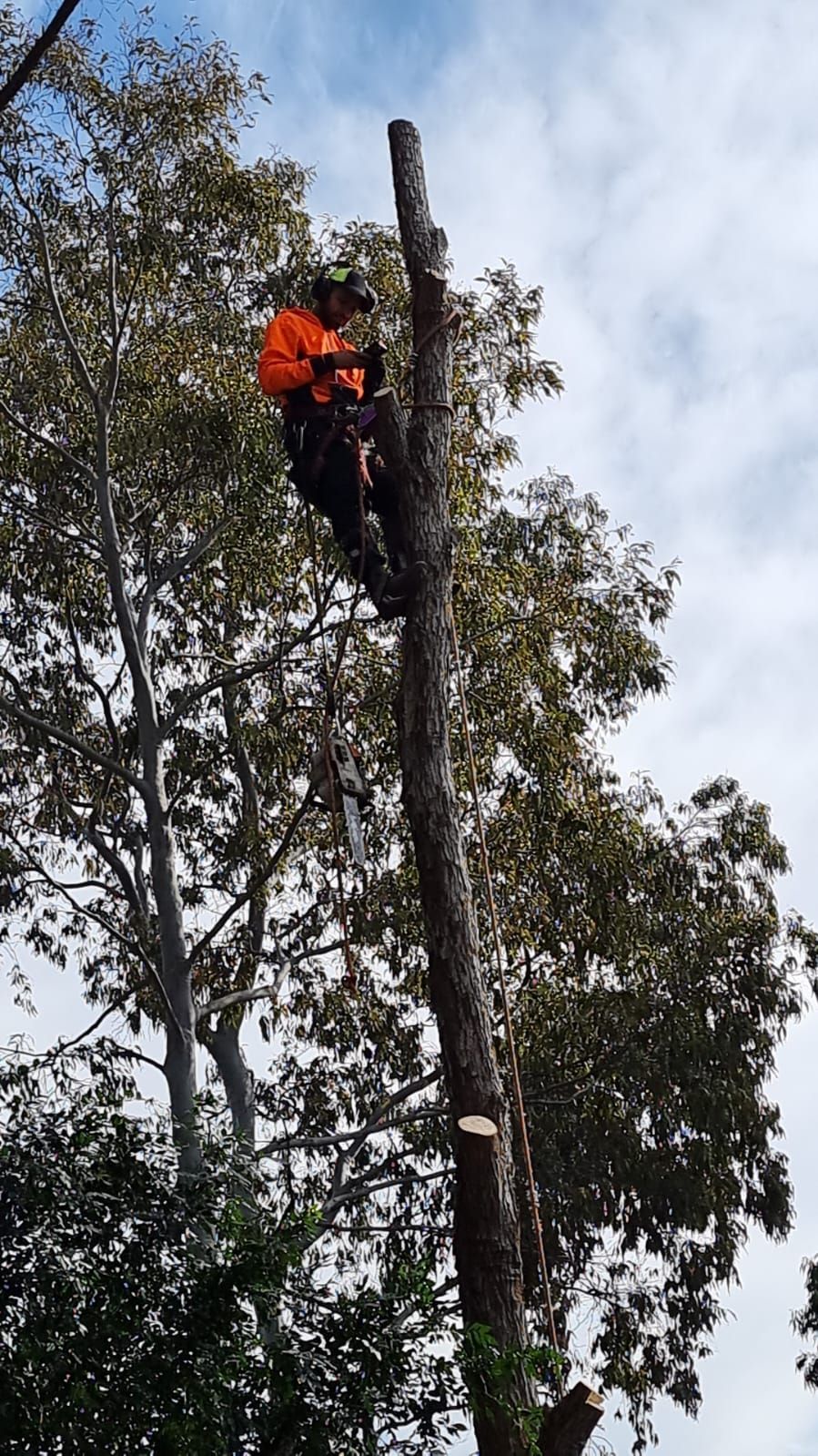 A man is climbing a tree with a chainsaw.