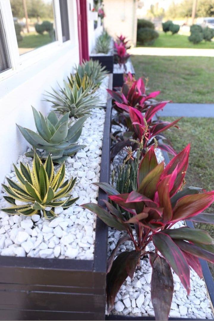 A row of plants in a planter on the side of a house.
