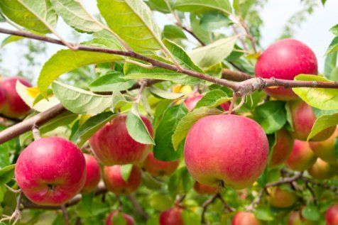 A bunch of red apples hanging from a tree branch.