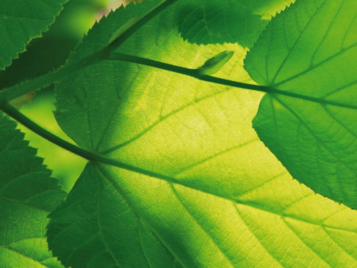 A close up of a green leaf with the sun shining through it