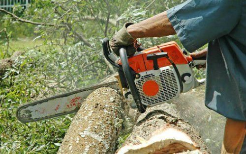 A man is cutting a tree with a chainsaw.