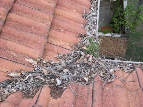 A roof with a lot of branches and leaves on it