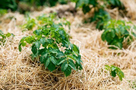 A potato plant is growing in a pile of hay.