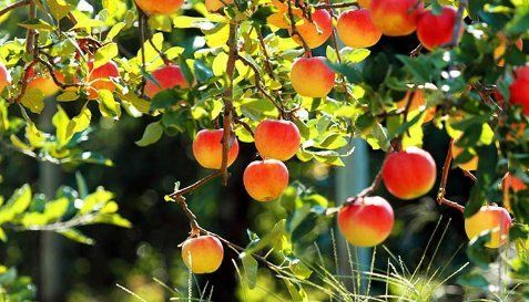 A bunch of apples are hanging from a tree.