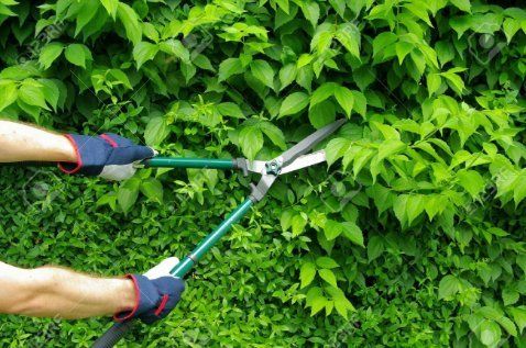 A person is cutting a hedge with a pair of scissors.