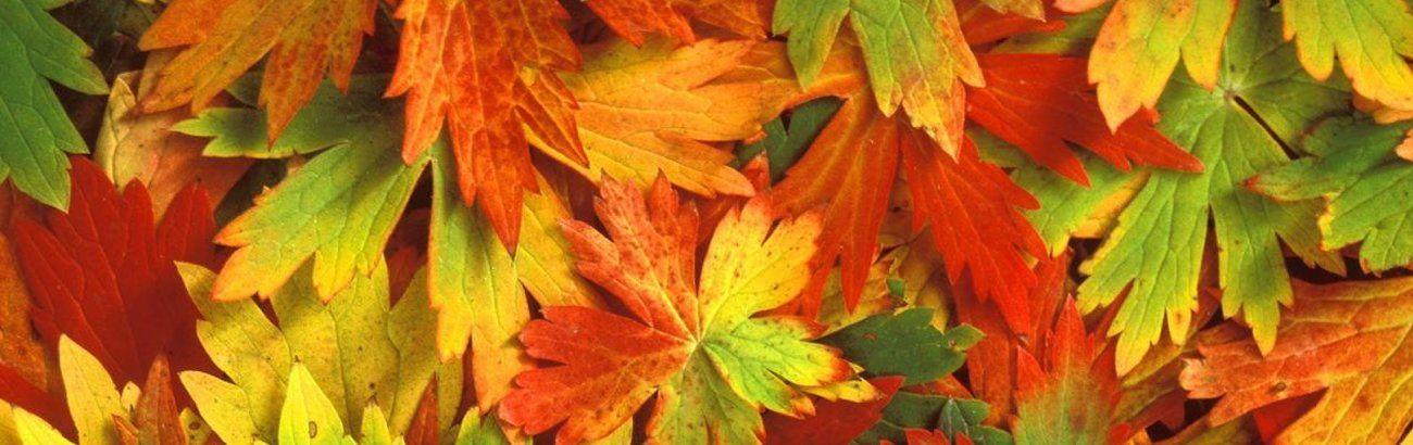 A bunch of autumn leaves are laying on the ground.