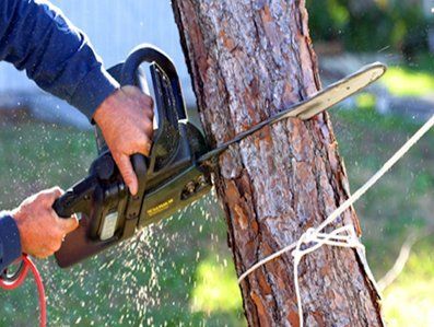 Tree removal