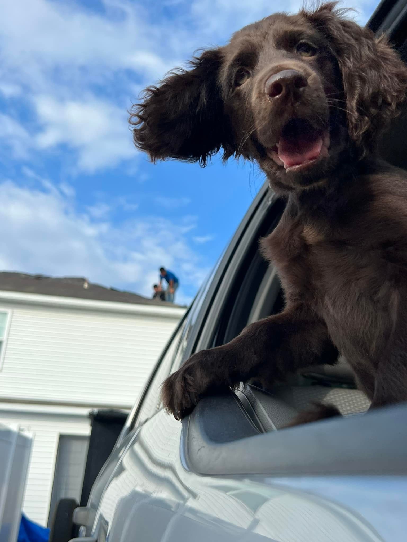 A brown dog is sticking its head out of a car window
