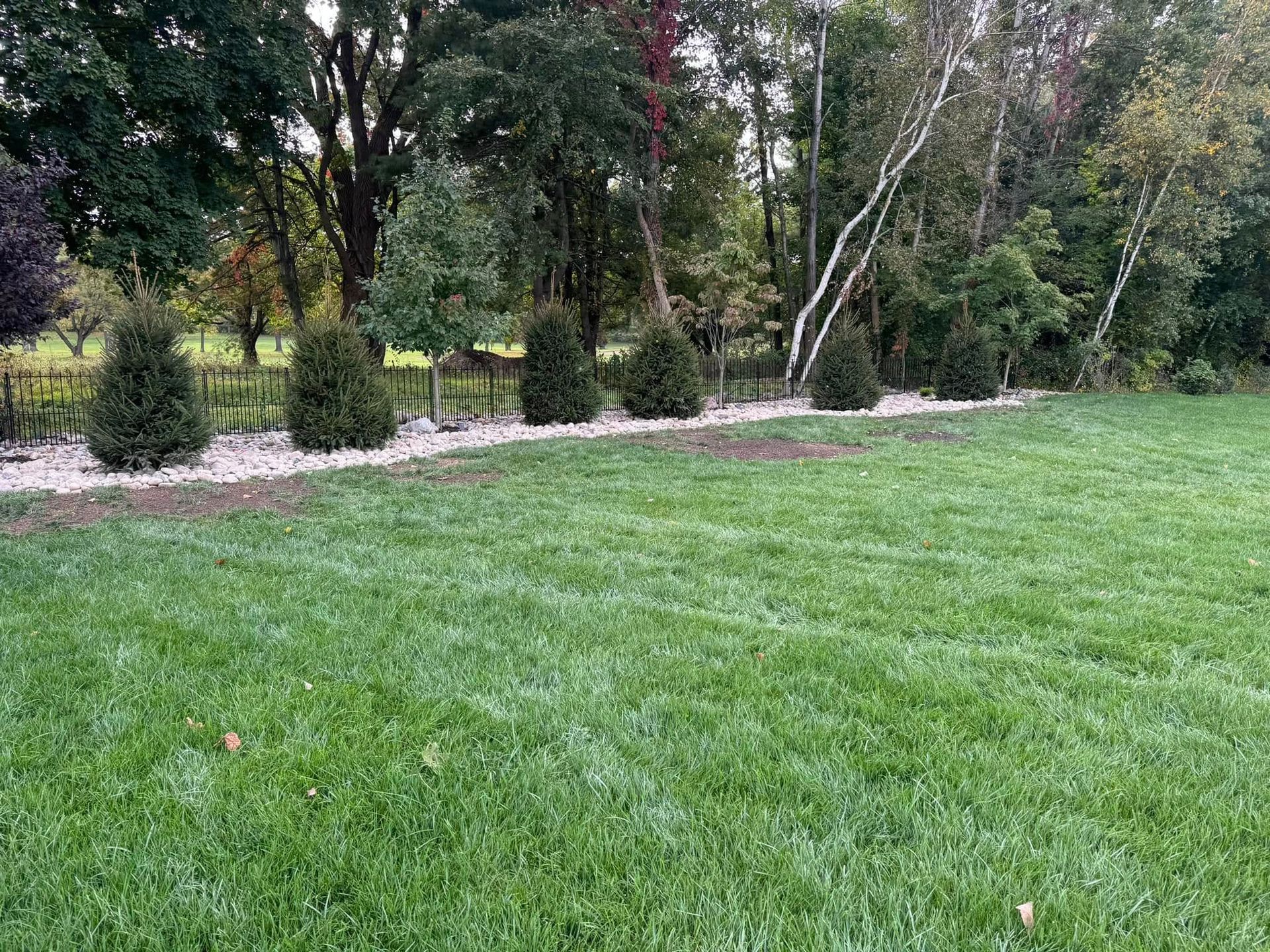 A lush green lawn with a fence and trees in the background.