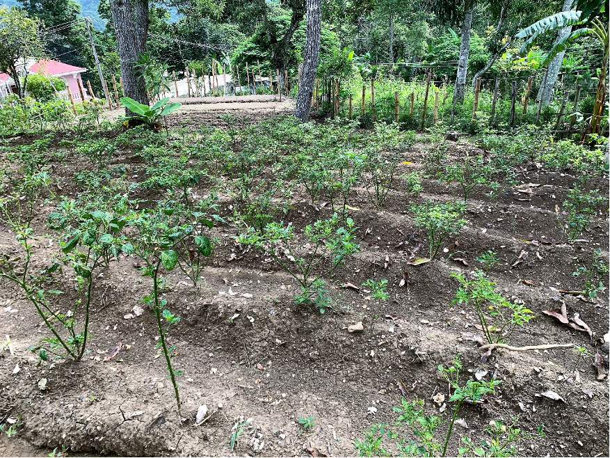 farmers field school