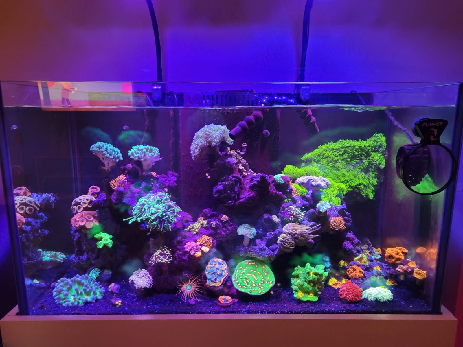 A vibrant reef aquarium illuminated by blue light, showcasing various coral species in bright colors.
