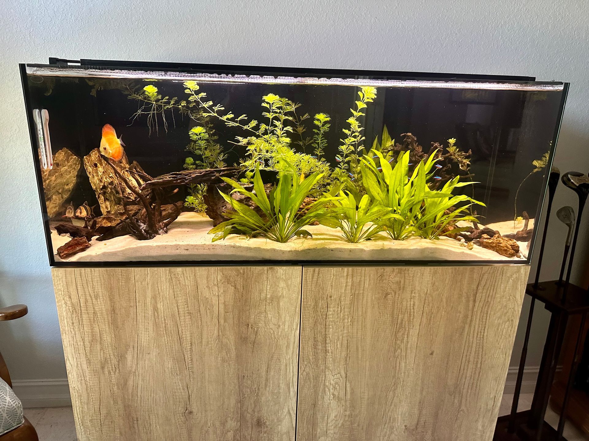 Aquarium on a wooden stand filled with plants and driftwood.