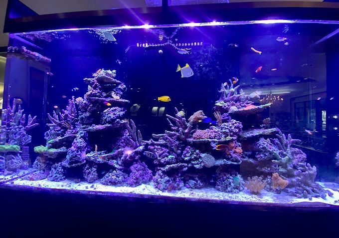 Reef aquarium with colorful coral and fish lit with blue light.