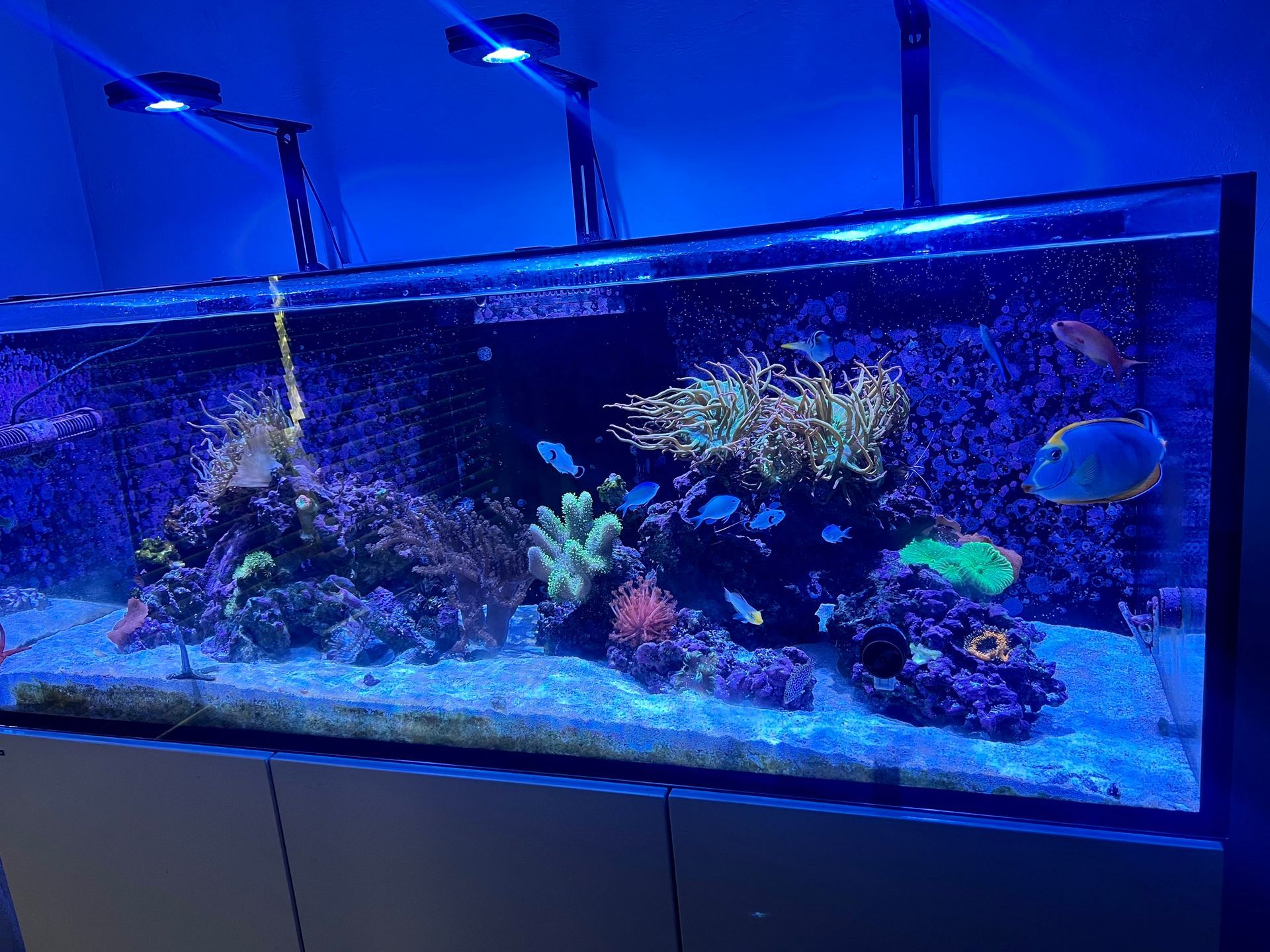 Saltwater aquarium with colorful corals and fish illuminated by blue lights.