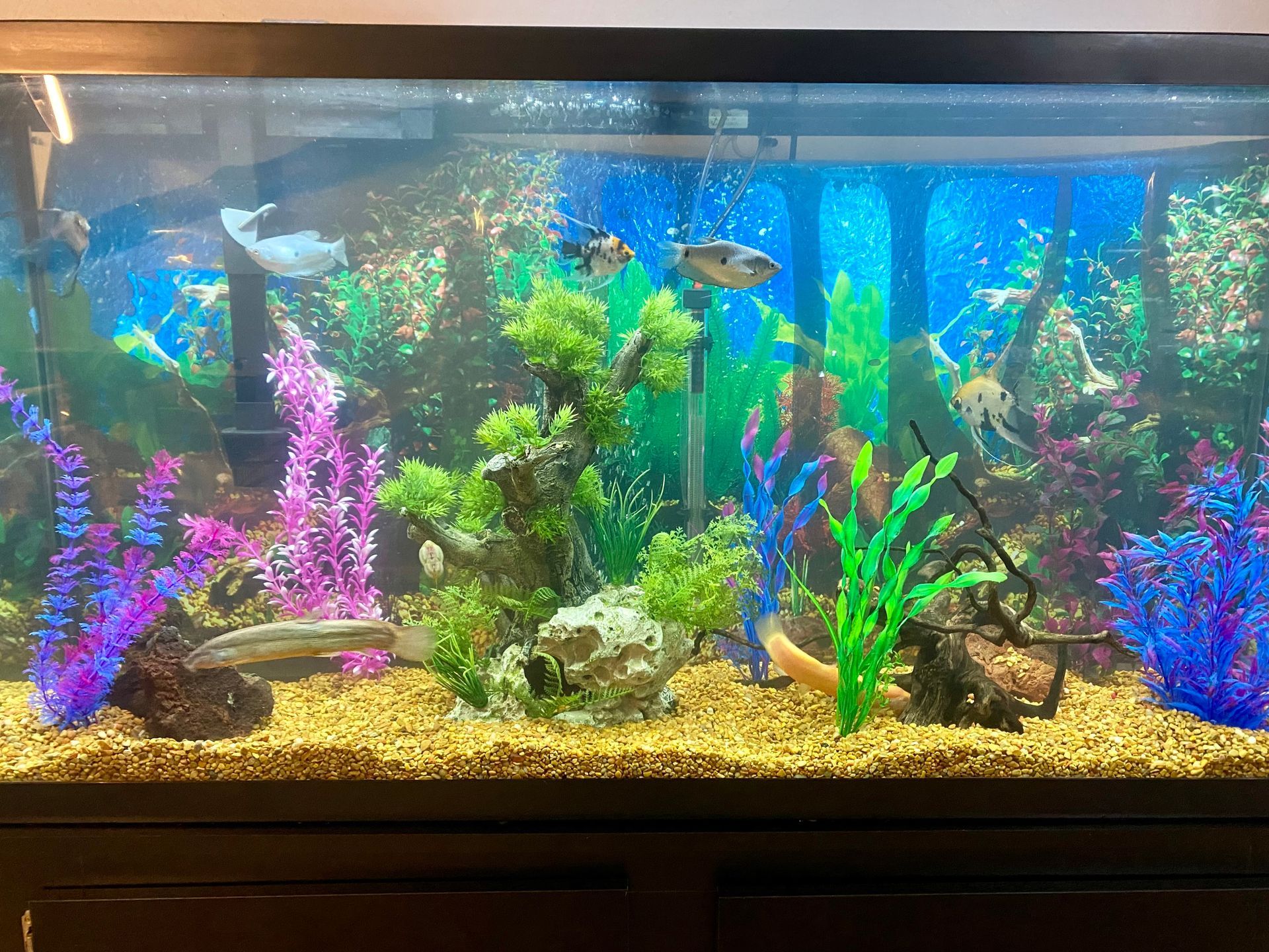 Fish tank with colorful plants and fish swimming.