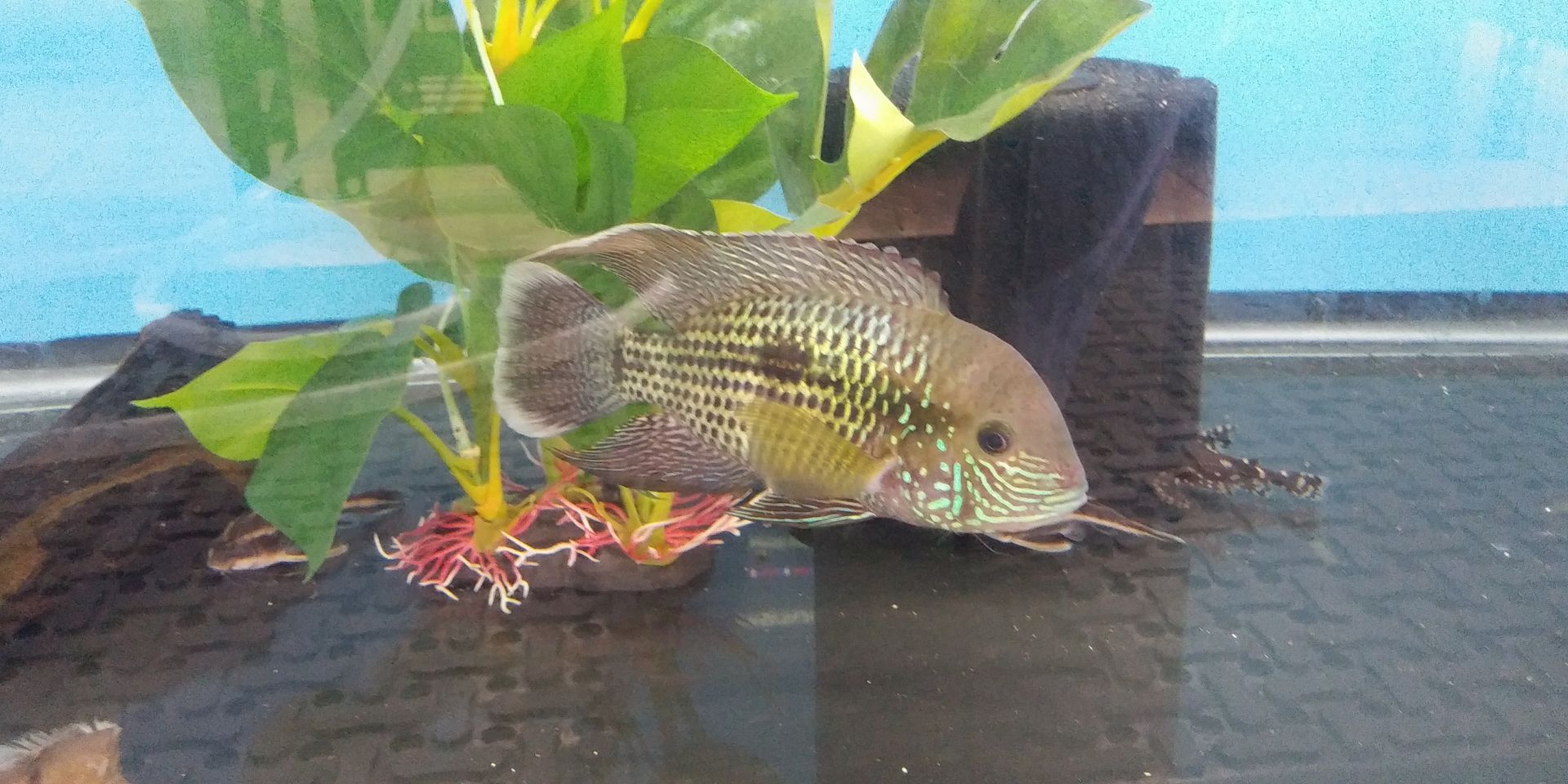 A green and brown fish in an aquarium, next to greenery and a black decoration.