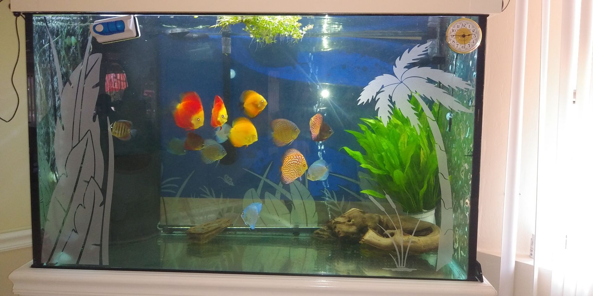 An aquarium with colorful discus fish, artificial plants, and a decorative palm tree etched on the glass.
