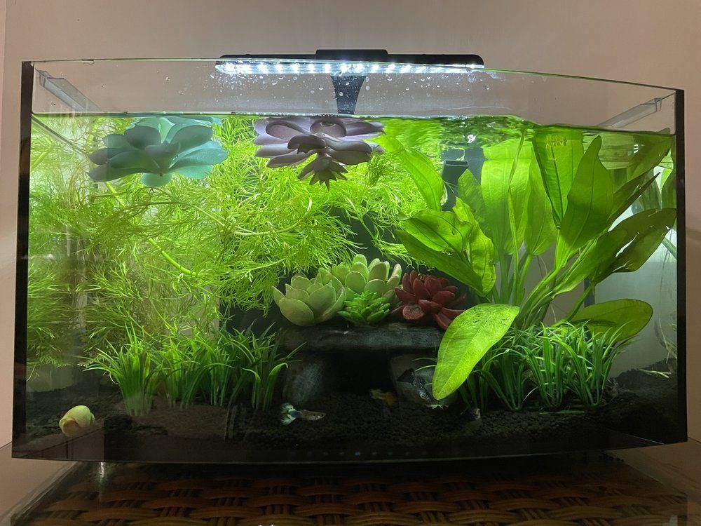 A small aquarium with lush green plants, black substrate, and fish; lit by a small overhead LED light.