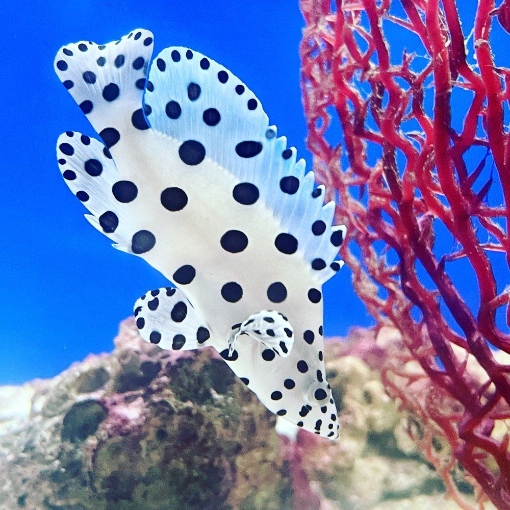 Spotted fish swims past red coral and rocks in an aquarium with a blue background.