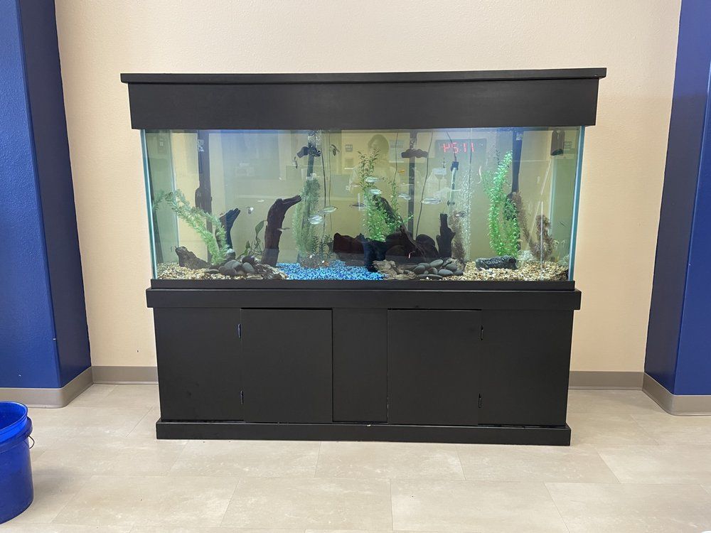 Large black aquarium with fish and decorations, on a black cabinet against a wall.