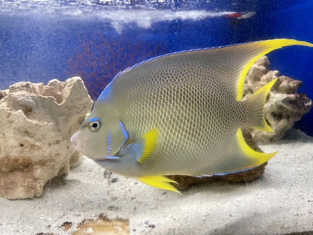 Gray and yellow angelfish swims in a saltwater aquarium with coral and sand.