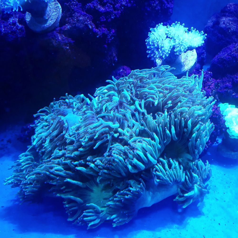 A large, tan coral with many finger-like tentacles in an aquarium with blue lighting.