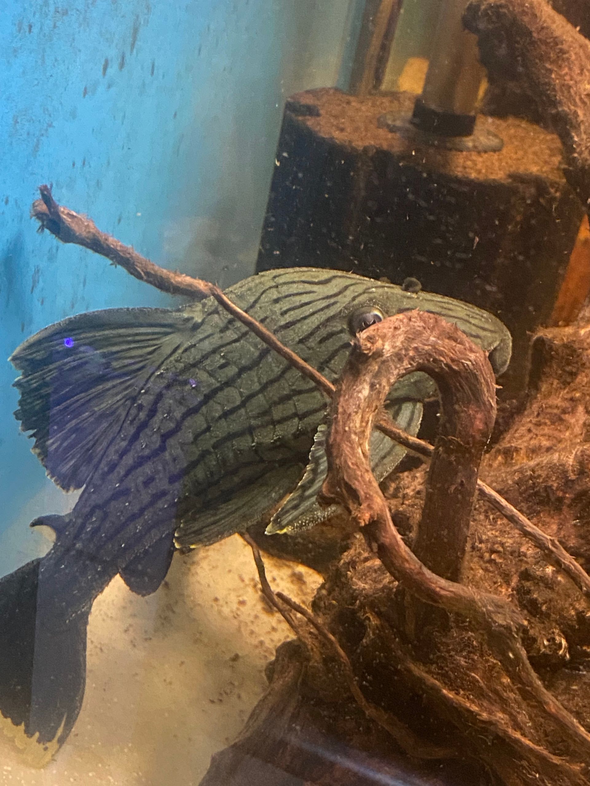 A green striped pleco fish clings to driftwood in an aquarium, visible fins and tail.