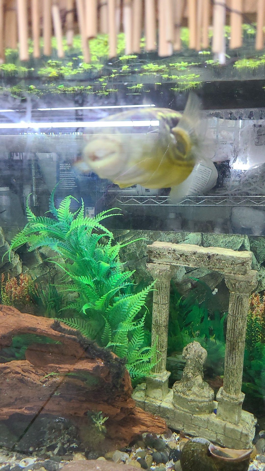 Yellow fish swimming in a decorated aquarium with green plants and stone structures.