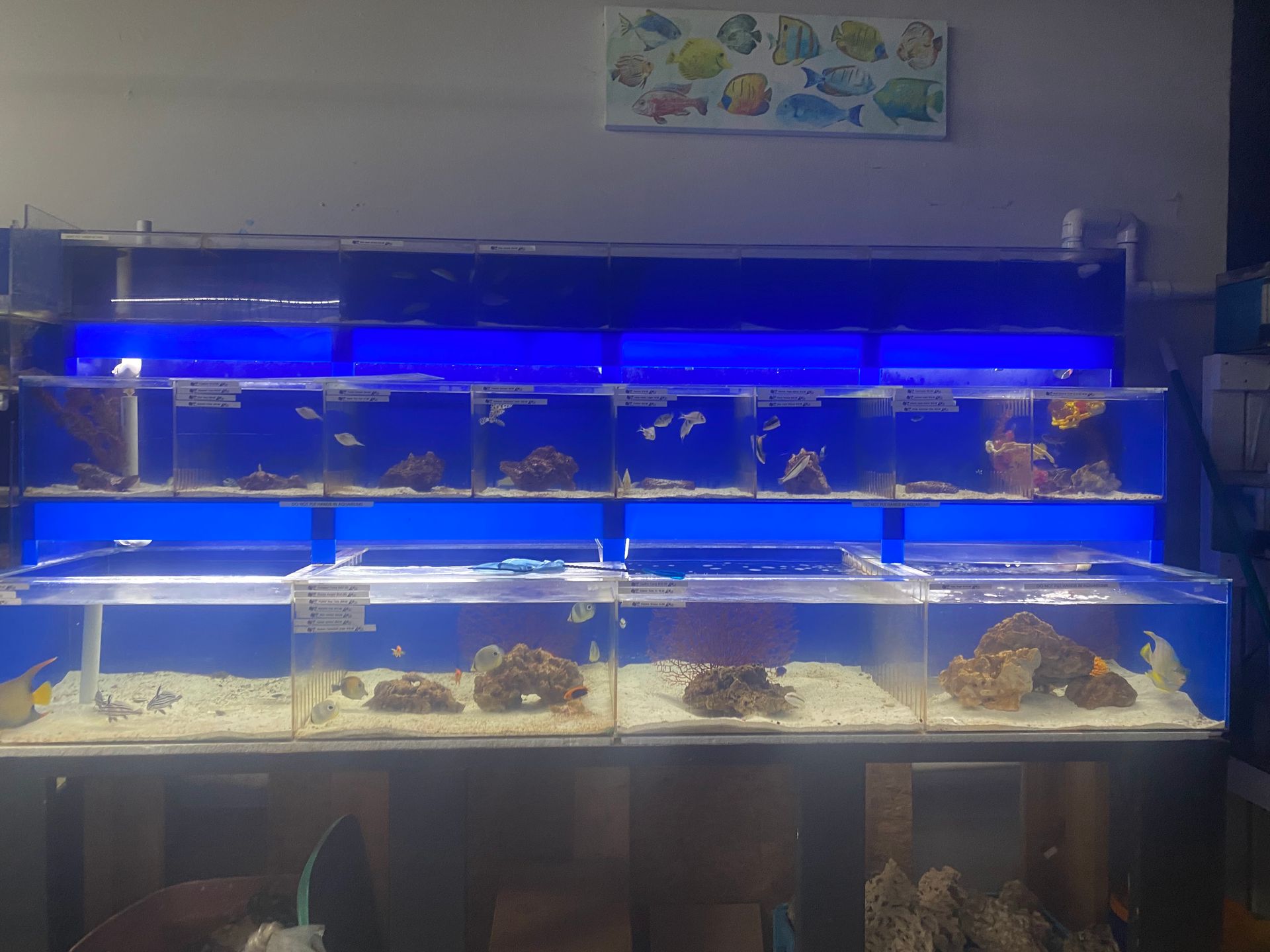 Aquarium tanks with blue lighting and various fish. Tanks are on shelves in a store setting.