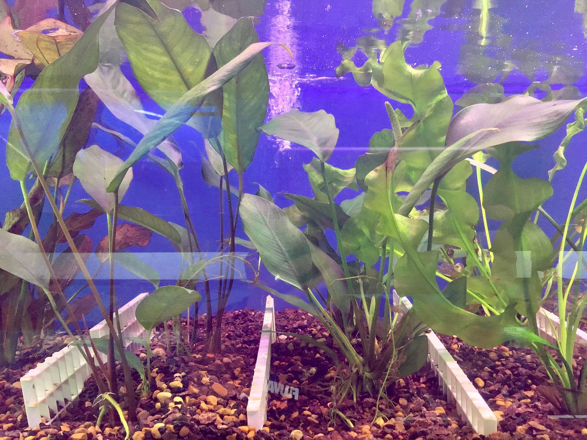 Aquatic plants in a fish tank with gravel and white dividers.