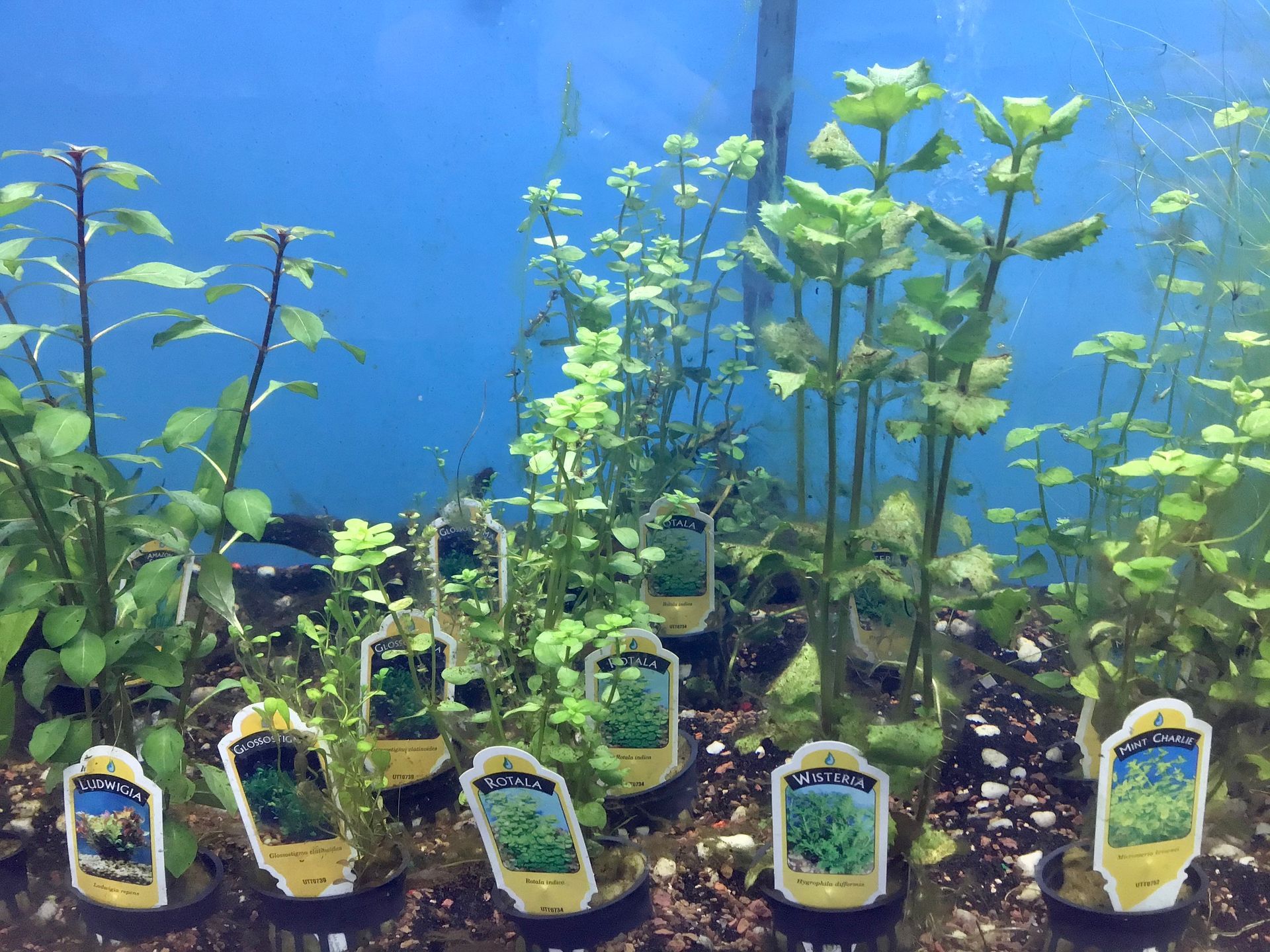 Aquarium filled with various aquatic plants, each with a plant tag in the foreground, against a blue background.