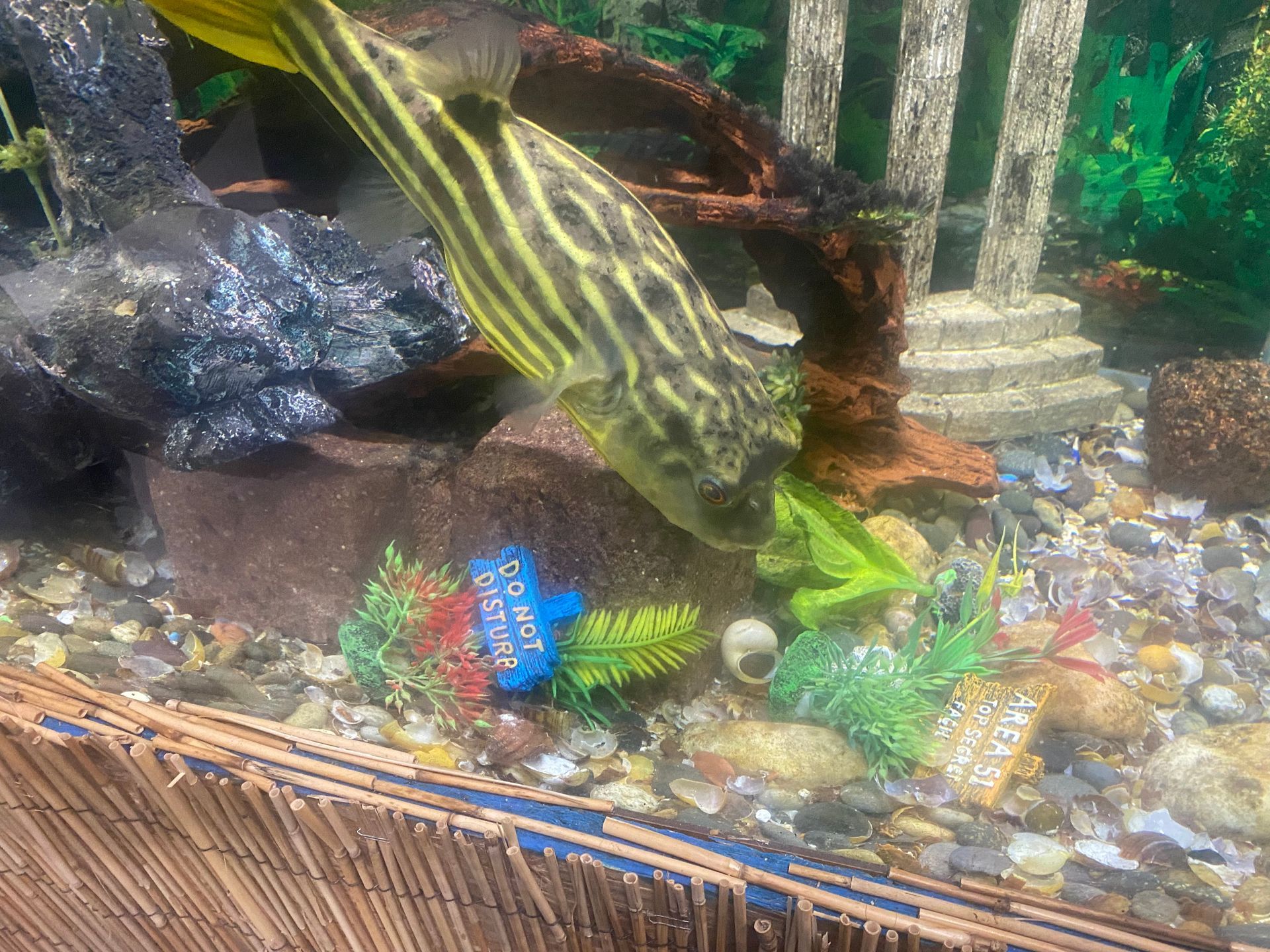Yellow and black striped pufferfish in an aquarium with rocks, plants, and decorative elements.