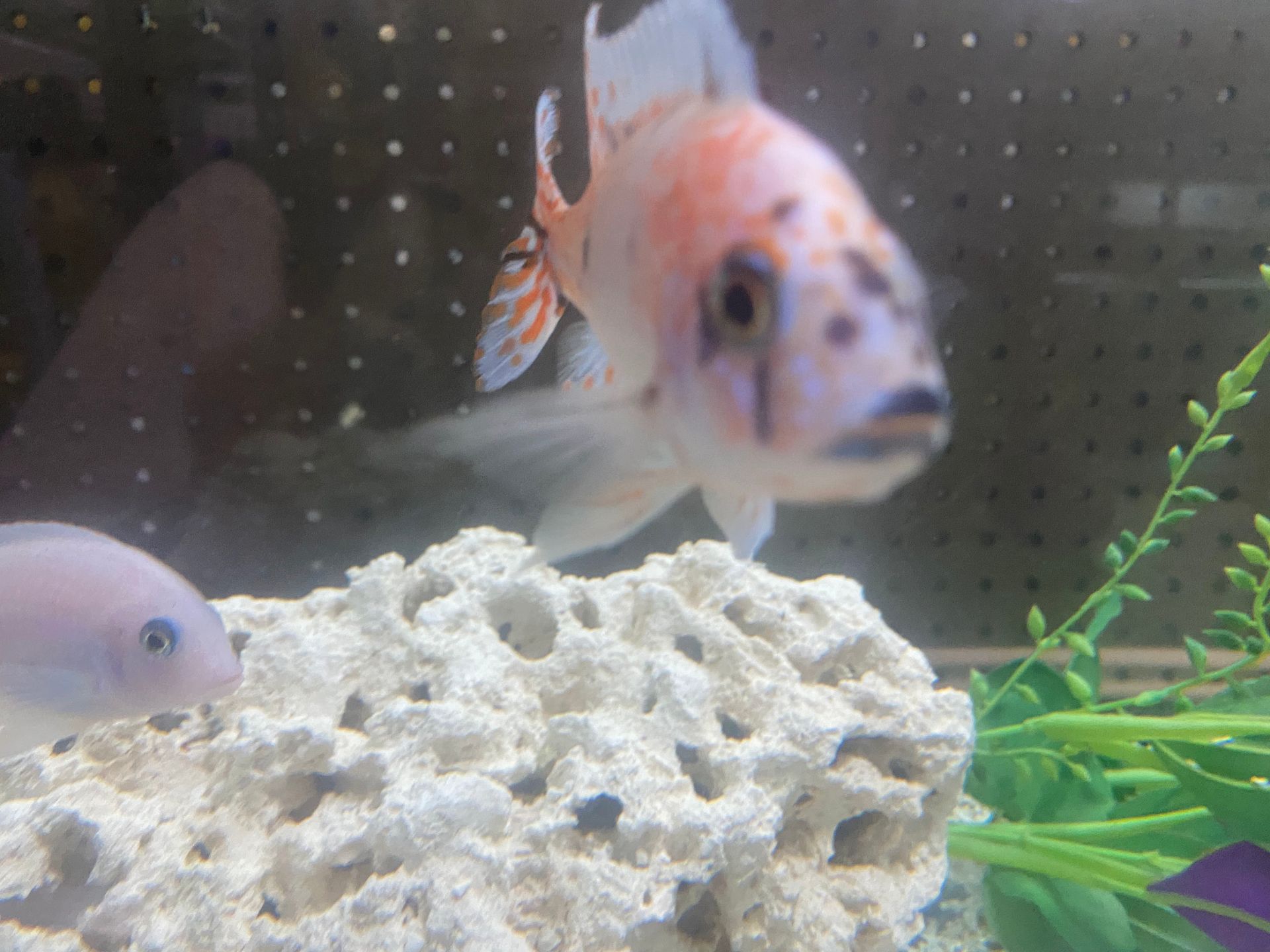 A goldfish with black spots swims near a white rock in a fish tank, another fish is on the left.