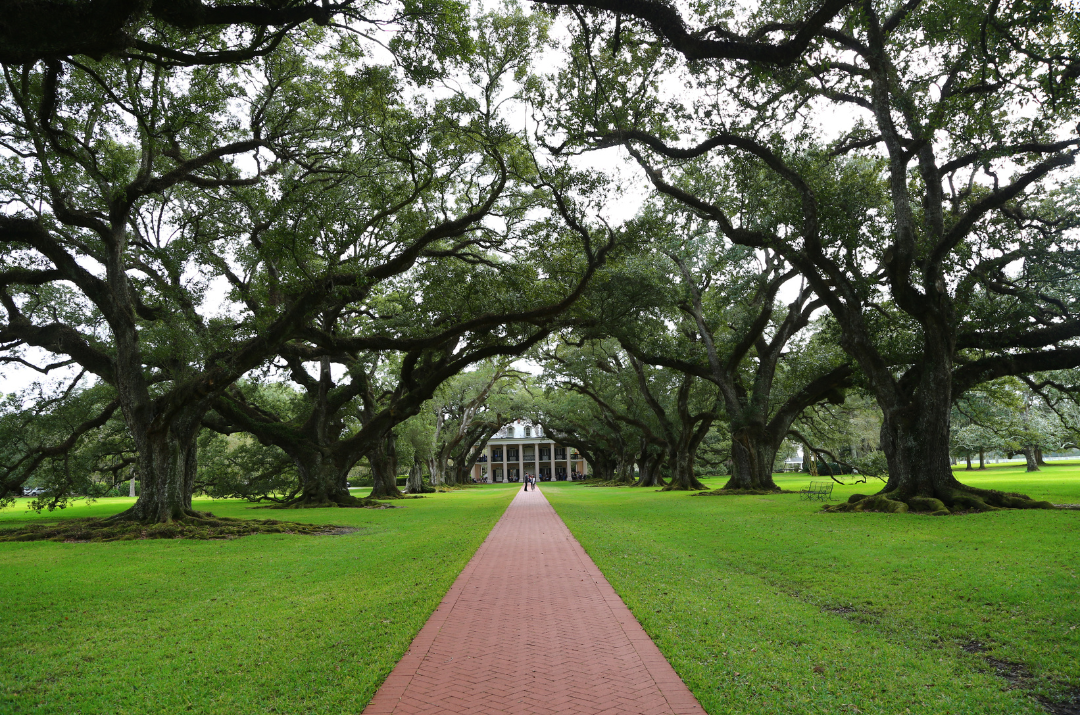 A brick walkway leading to a house surrounded by trees