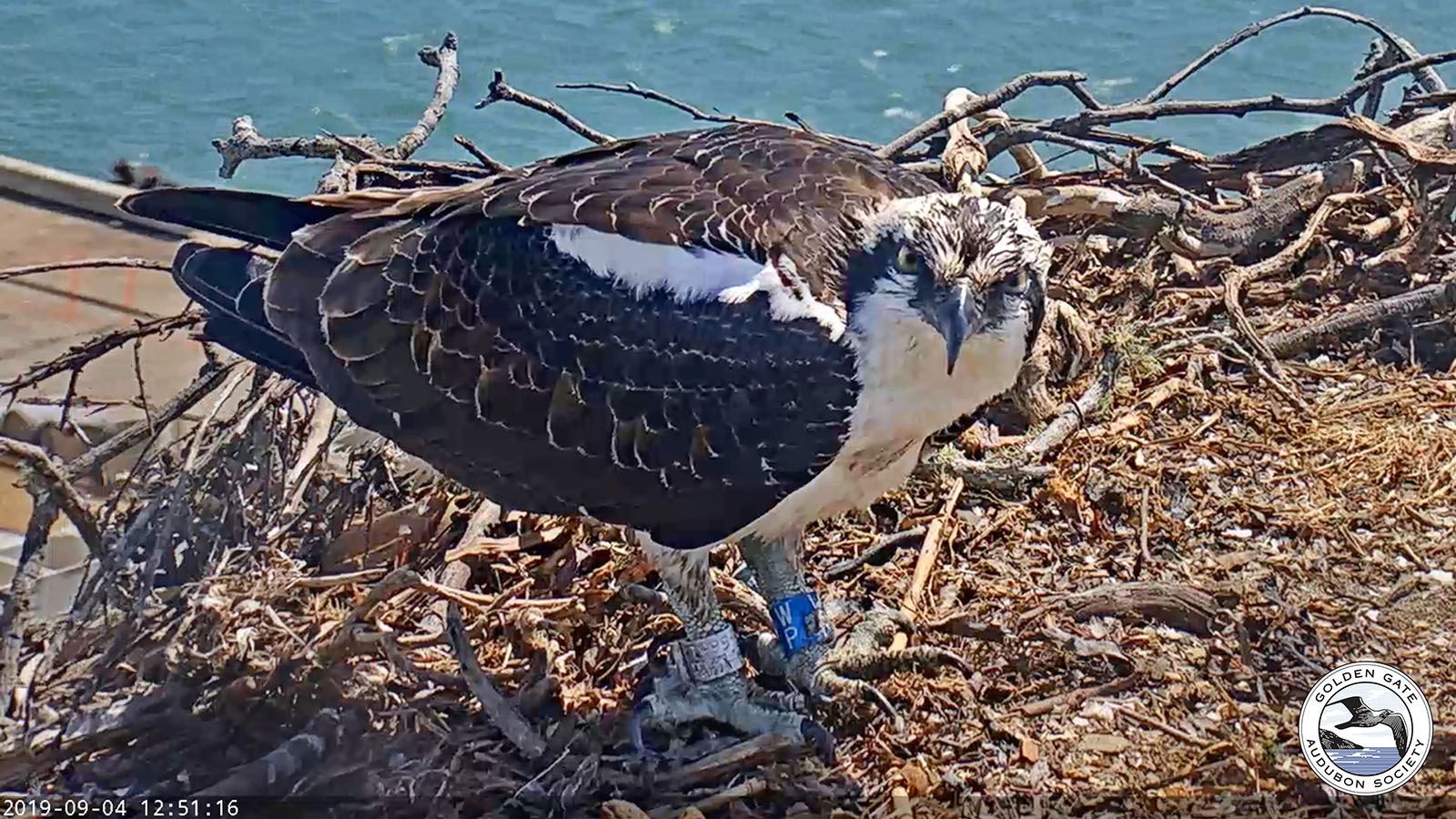 2020 juvenile Peace-up appeared on the nest several weeks after he had been seen on the nest, and was later spotted in Corte Madera, ten miles from the nest.