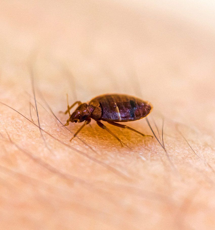 Bed bug extermination services by Pest King in Huntsville, AL